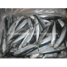 Fresh W/R Frozen Seafood Sardine Fish for Bait